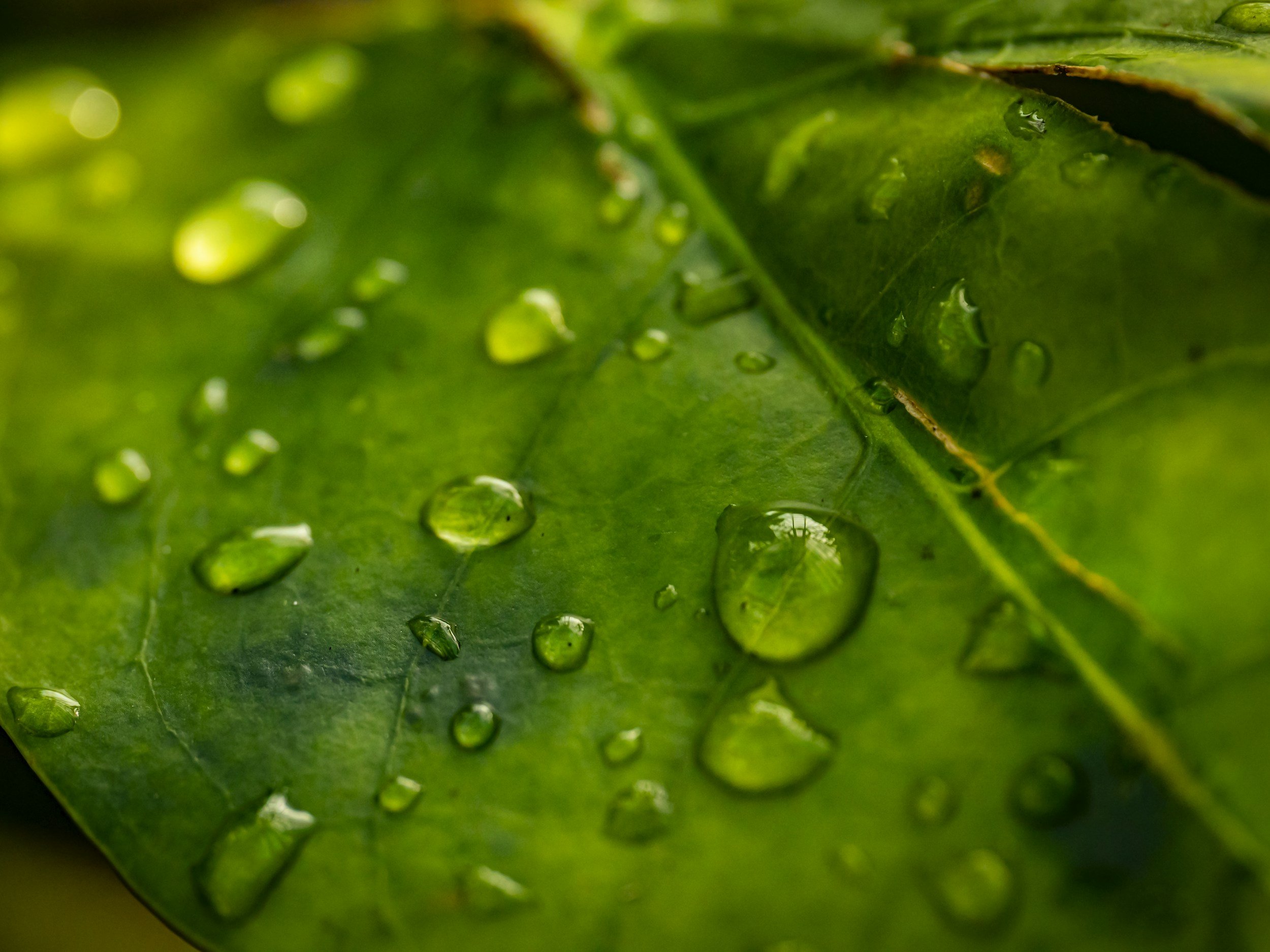 Greenly launches Greenly Pro - the new climate training solution for consultants