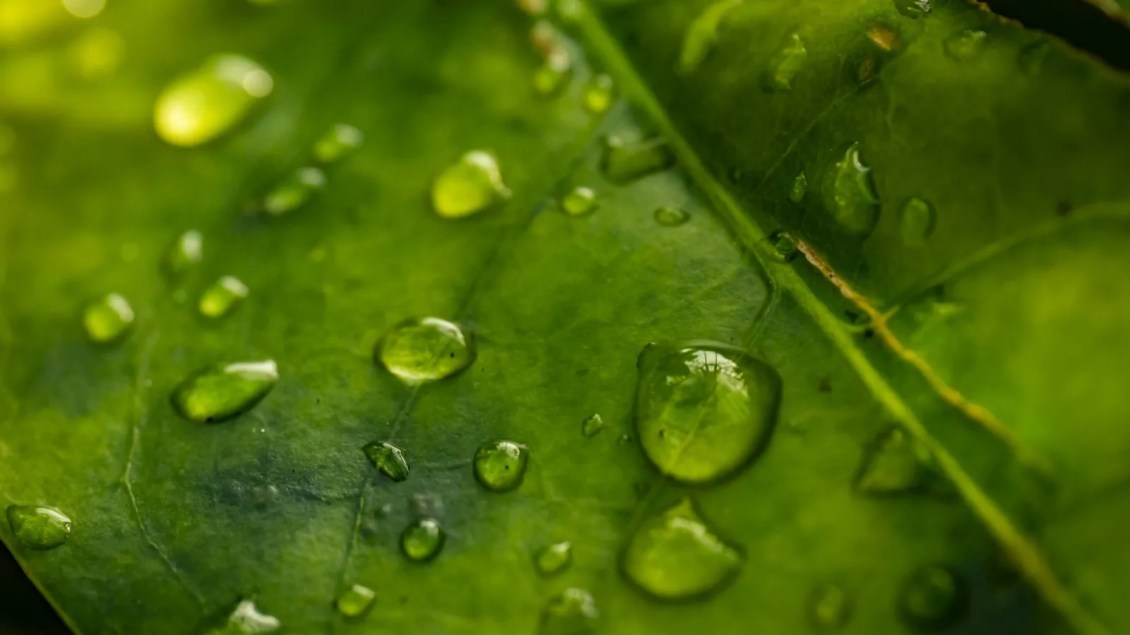 Greenly launches Greenly Pro - the new climate training solution for consultants
